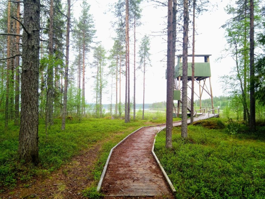 Posion lintutornille johtaa leveä ja tasainen laudoitettu reitti. Suorarunkoisten mäntyjen takaa näkyy lintutorni sekä sen takana häämöttävä vesistö.