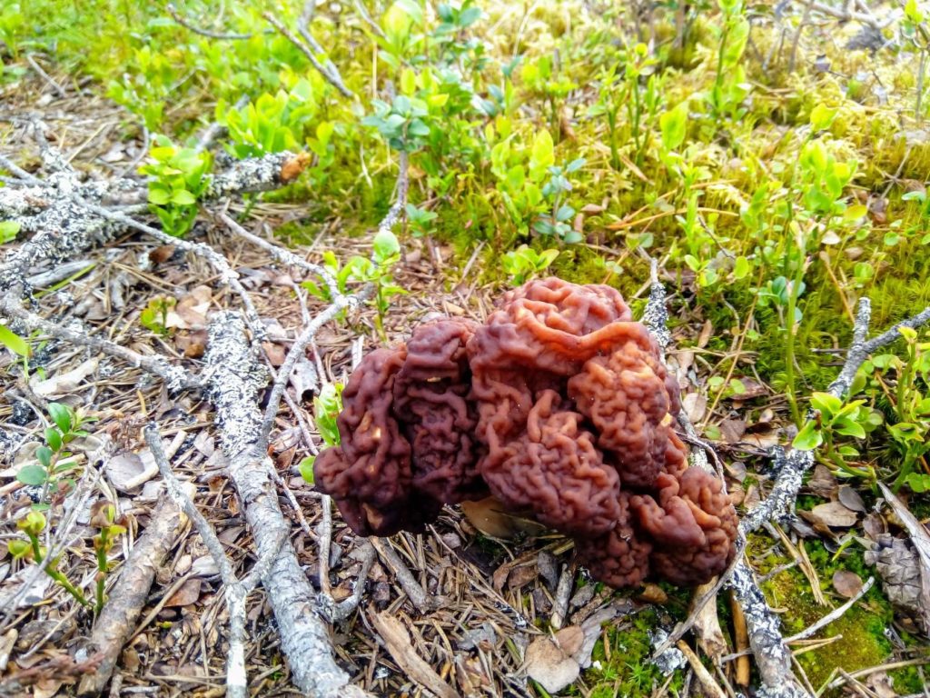 Muhkea korvasieni puolukan varpujen ja kuivan karikkeen ympäröimänä. 