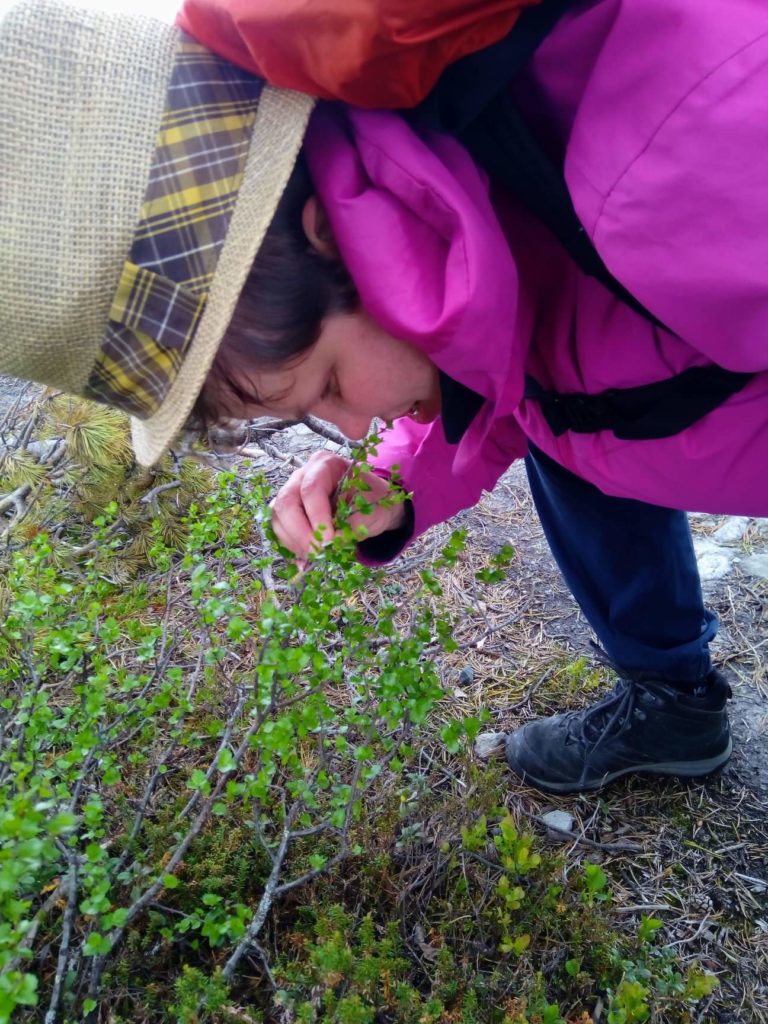 Heidi kumartuneena lähelle maan kamaraa haistelemaan pientä varvunkaltaista vaivaiskoivua. 