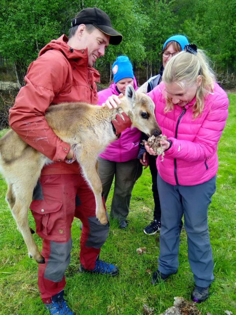 Porotilan isäntä Juha Kujala nappasi syliinsä hurmaavan Kaneli-vasan jolle Marianne syöttää poron herkkua: jäkälää. Heidi ja Sirpa seuraavat vieressä. 