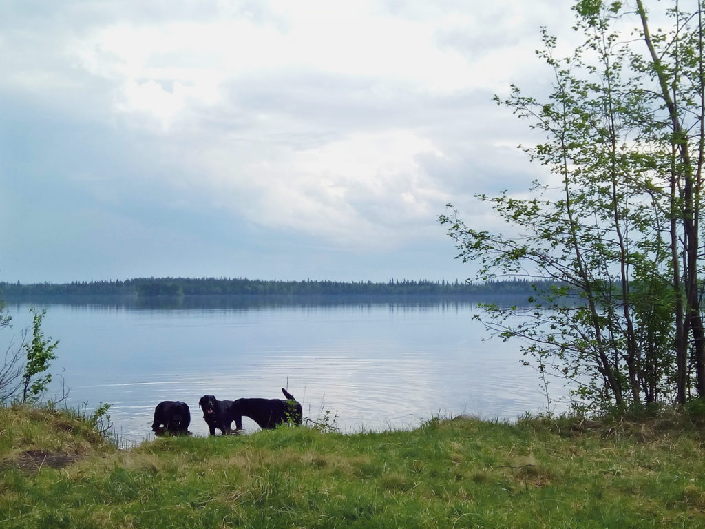 Koirien ansaittu uimatauko rannalla. Kolme labbista matalassa rantavedessä. Järvi on tyyni ja pastellisävyiset pilvet heijastuvat tyyneen veden pintaan. Tummia pilviä kertyy taivaan rantaan. 