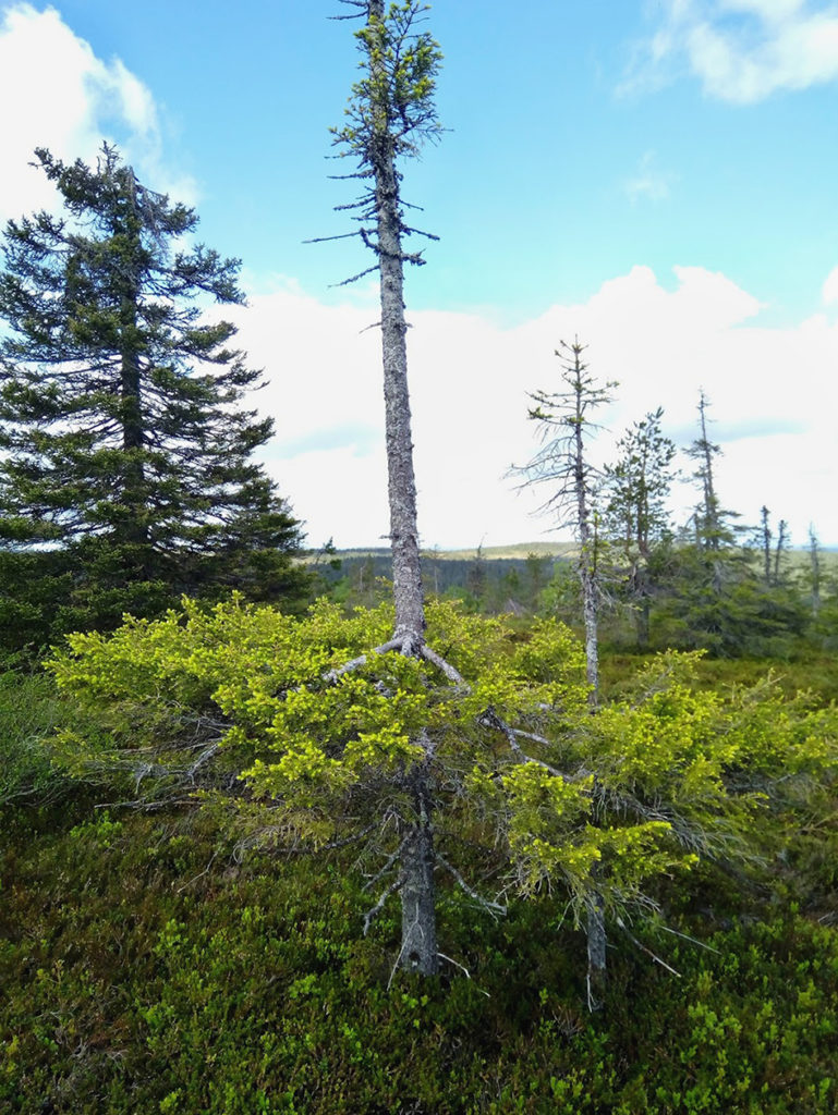 Tikkusuora ja hyvin ohut mänty jonka yläosassa kasvaa muutama kitukasvuinen oksa mutta sen alaosa on tuuhea, kuin leveä mekko. Uutta heleän vihreää kerkkää versoo runsaana vanhojen oksien lomasta. 