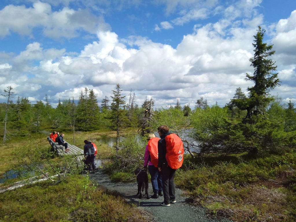 Seikkailuryhmä saapumassa Ikkunalammen levähdystasanteelle matalakasvuisen havumetsikön suojista. Tasanteelle kuljetaan pienen matkaa pitkosten yli. Osa vielä odottaa vuoroaan. 