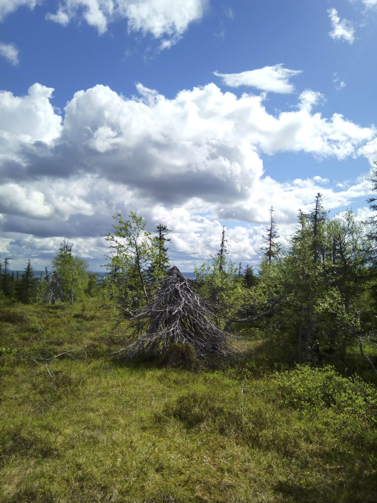 Hassu pikkuinen pystyyn kuivunut kuusi jonka oksat näyttävät kasvavan kuusen huipulta alaspäin. Kuusi on kuin kolmion mallinen mekko. Taustalla vehreää, harvaa sekametsää ja tummareunaisia pumpulipilviä sinisellä taivaalla. 