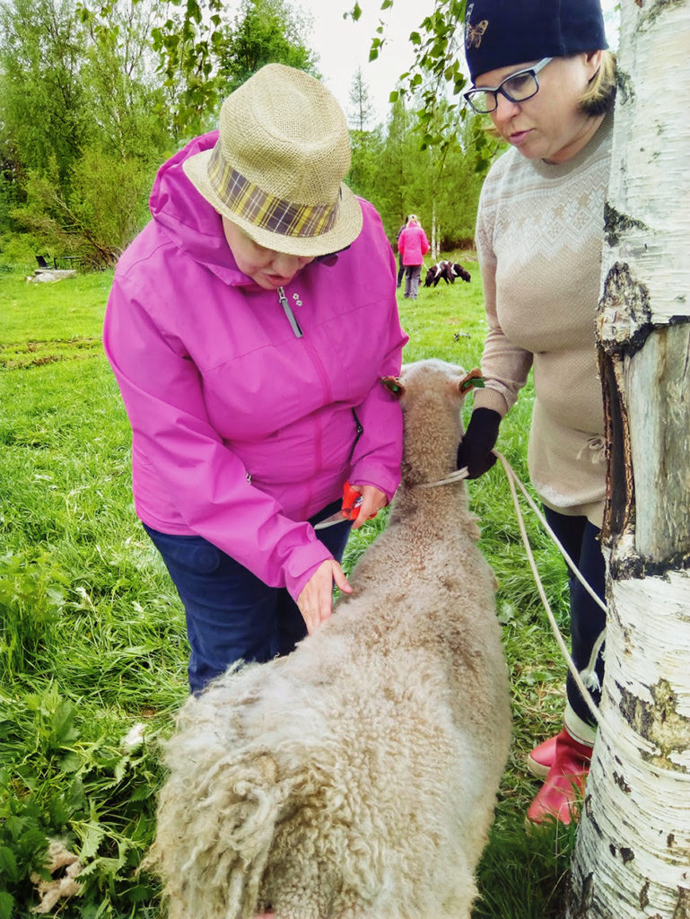 Heidi tunnustelemassa Siiri-lampaan pehmeää alusvillaa kyljen kohdalta. Kaulasta ja päästä villa on jo leikattu. Heidillä on sakset valmiina villan leikkaamiseen. Siiri on Annen varmassa otteessa rauhallinen ja tähyää kauempana telmiviä opaskoiria. 