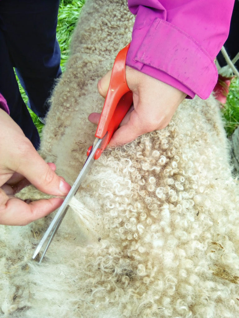 Siiri-lampaan ihanat luonnonvalkoiset kiharat lähikuvassa ja Heidin kädet saksimassa pitkää talvivillaa lyhyemmäksi. 