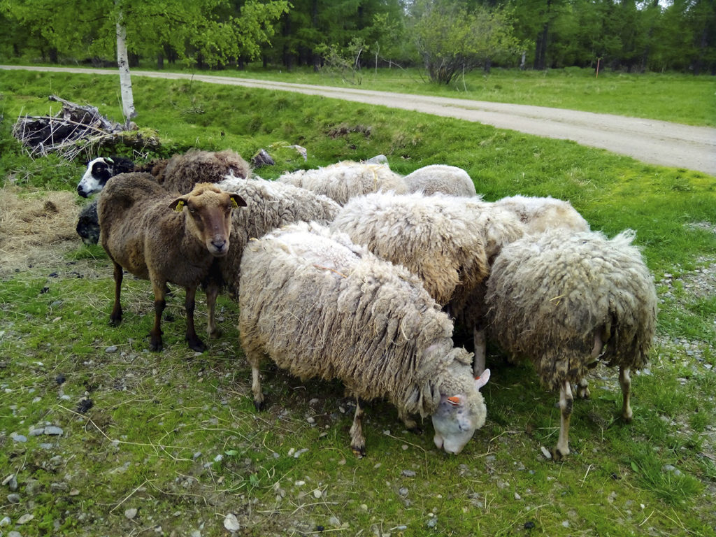 Komea lammaslauma tiiviinä muodostelmana hamuamassa vihreää tuoretta ruohoa. Joukossa valkoisia lampaita, pari ruskeaa sekä yksi mustavalkoinen.
