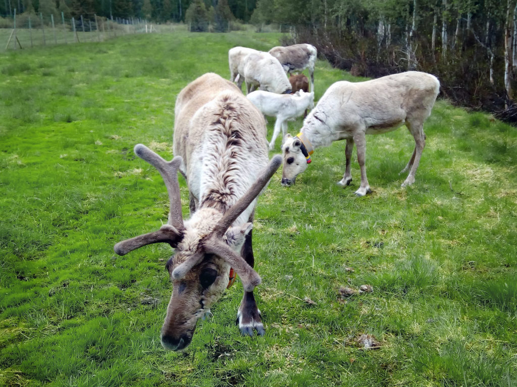 Neljä aikuista poroa ja kaksi vasaa syömässä ruohoa vehreällä niityllä. Etummaisella porolla on hurjan komeat sarvet. 