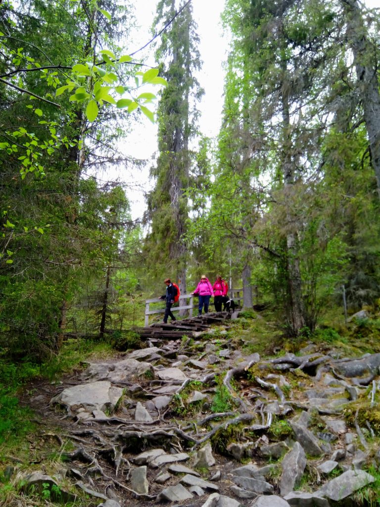 Teräväsärmäisten kivien ja juurien peittämä rinne ja sen takana portaat joita pitkin ovat laskeutumassa Sirpa, Heidi, Tuulikki ja Otto. Ympärillä korkeita ja suoria puita. 