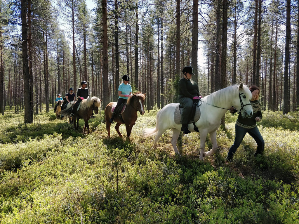 Ratsukot taivaltavat harvan mäntymetsän suojissa. Maa on tuuhean varvikon peittämää. Etummaisena Heidi sekä Valkyrjaa taluttava Mirva, muut letkassa perässä.
