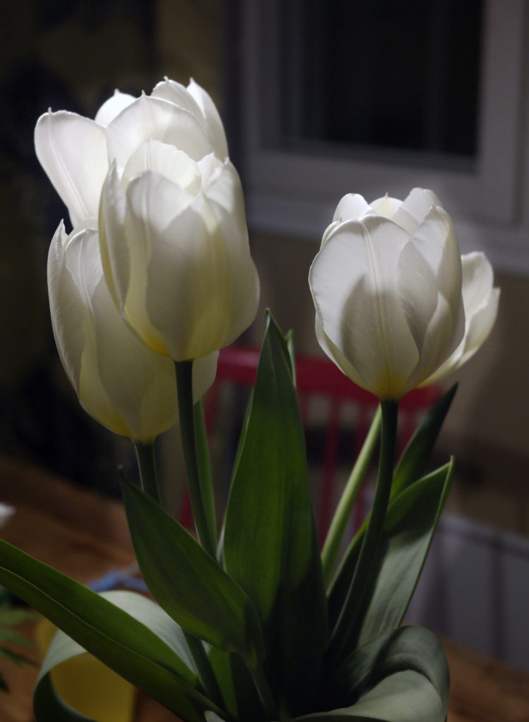 Neljä valkoista tulppaania maljakossa. Valo osuu kukintoihin saaden ne hehkumaan. Hämärässä taustassa ikkunan alaosa, puista pöytää ja punaista tuolia. 